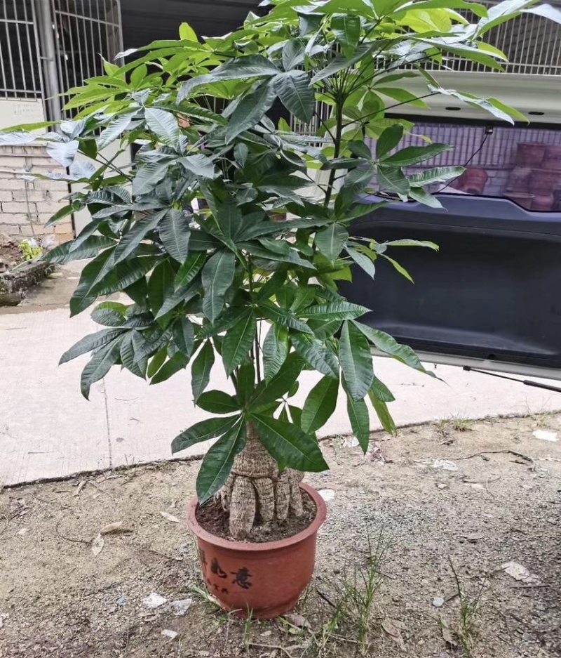 大量出售各种各样的发财树有须联系我价格优惠