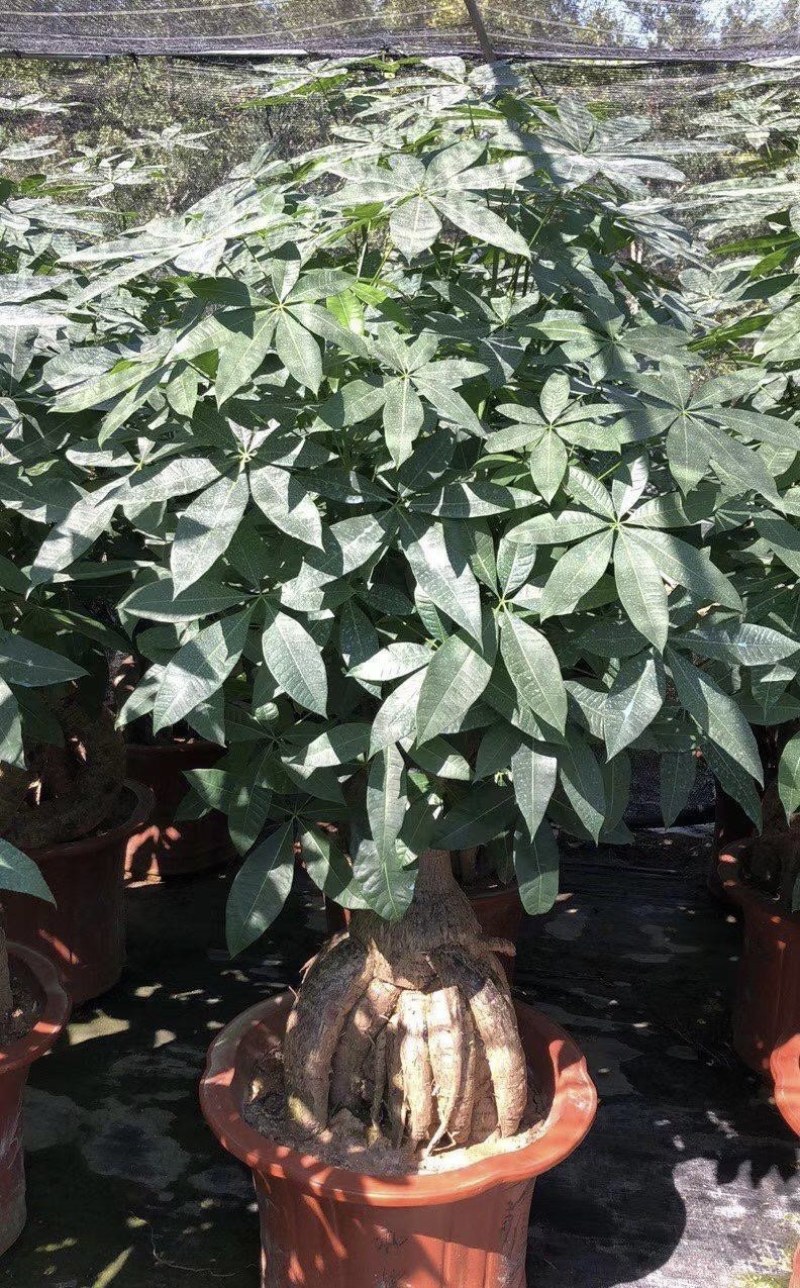 大量出售各种各样的发财树有须联系我价格优惠