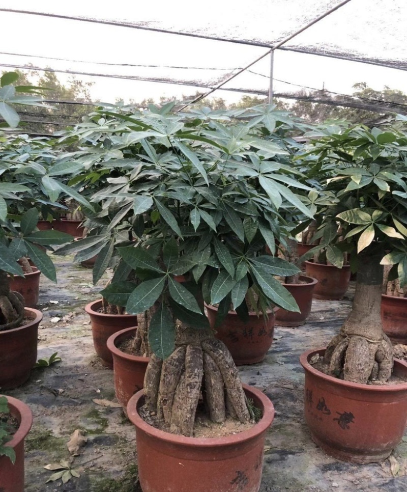 大量出售各种各样的发财树有须联系我价格优惠