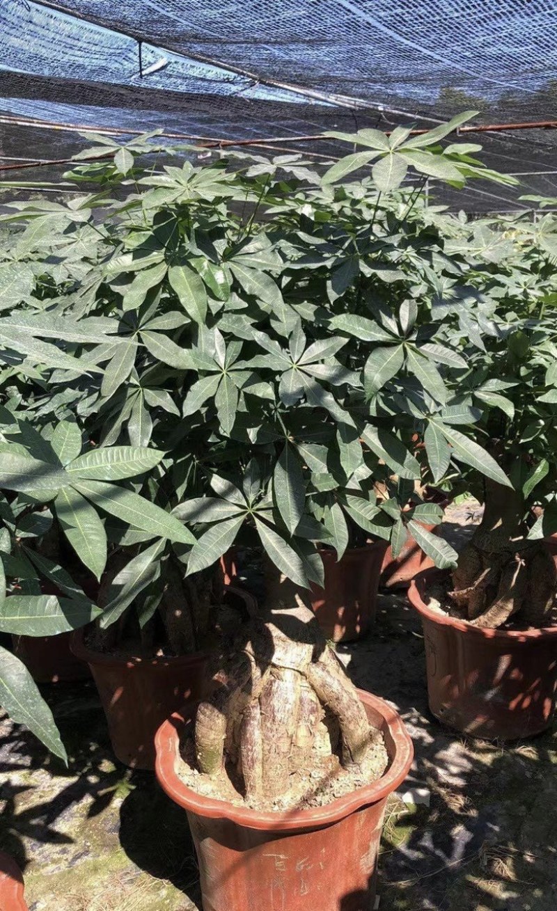大量出售各种各样的发财树有须联系我价格优惠