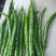 8号椒，3号椒