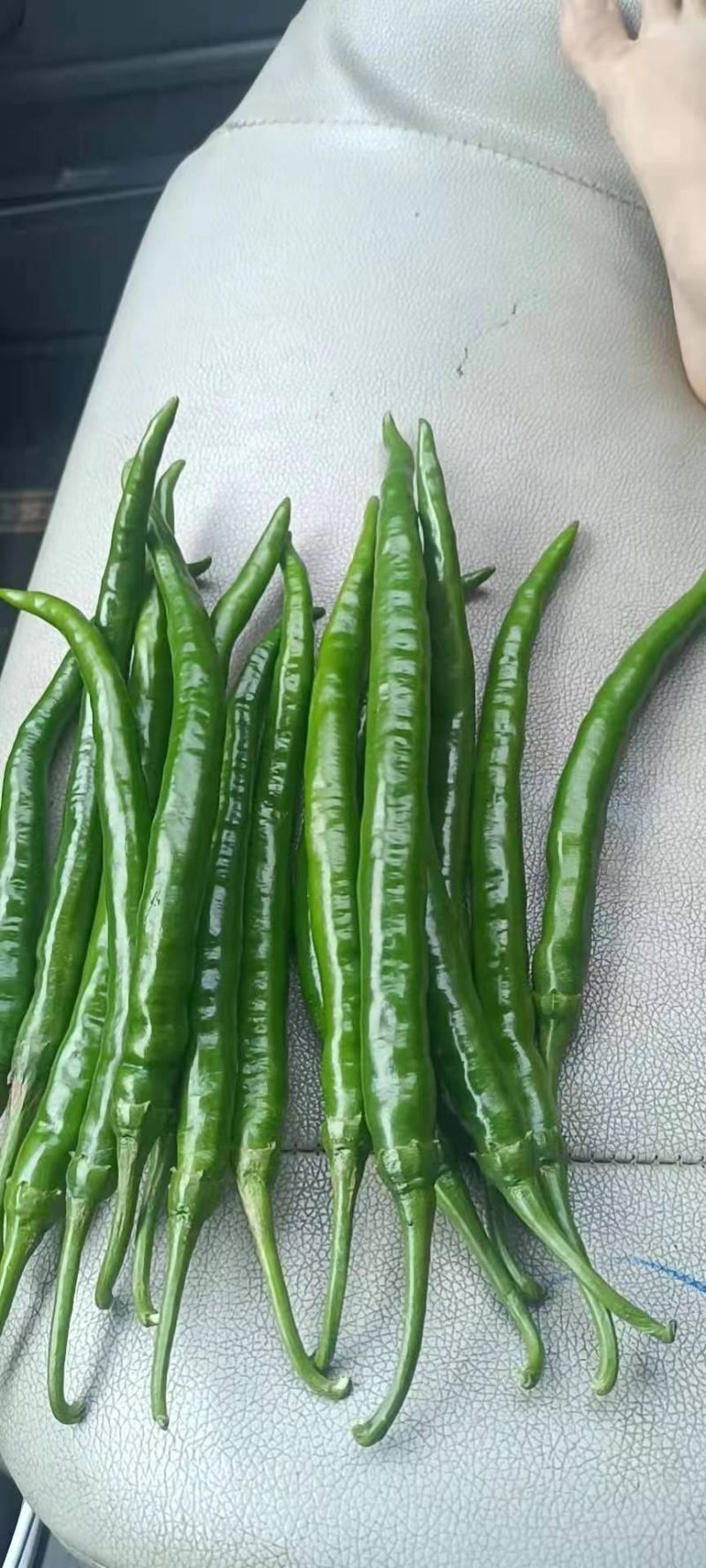 8号椒，3号椒