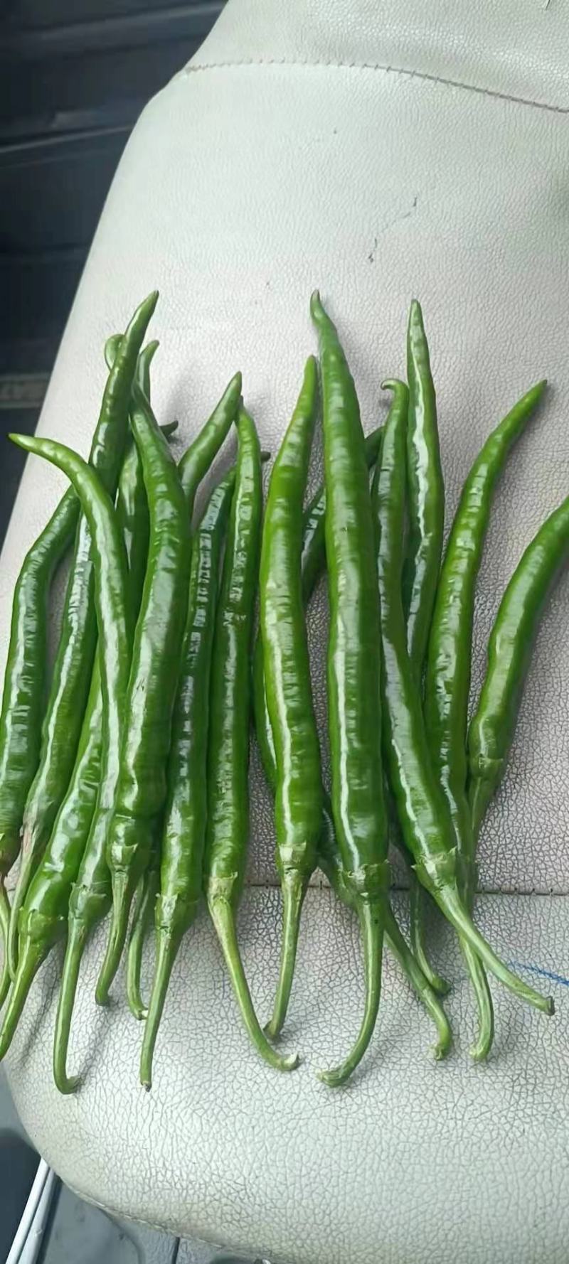 8号椒，3号椒
