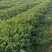 河南黑无籽大量有货供应保质保量欢迎大家咨询