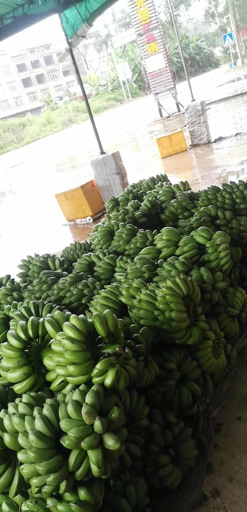 全年供应木瓜，小米蕉，电商，市场，厂房加工，代办收购、包