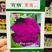 富含花青素半松型紫色花椰菜种子