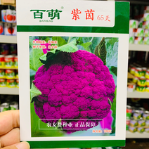 富含花青素半松型紫色花椰菜种子