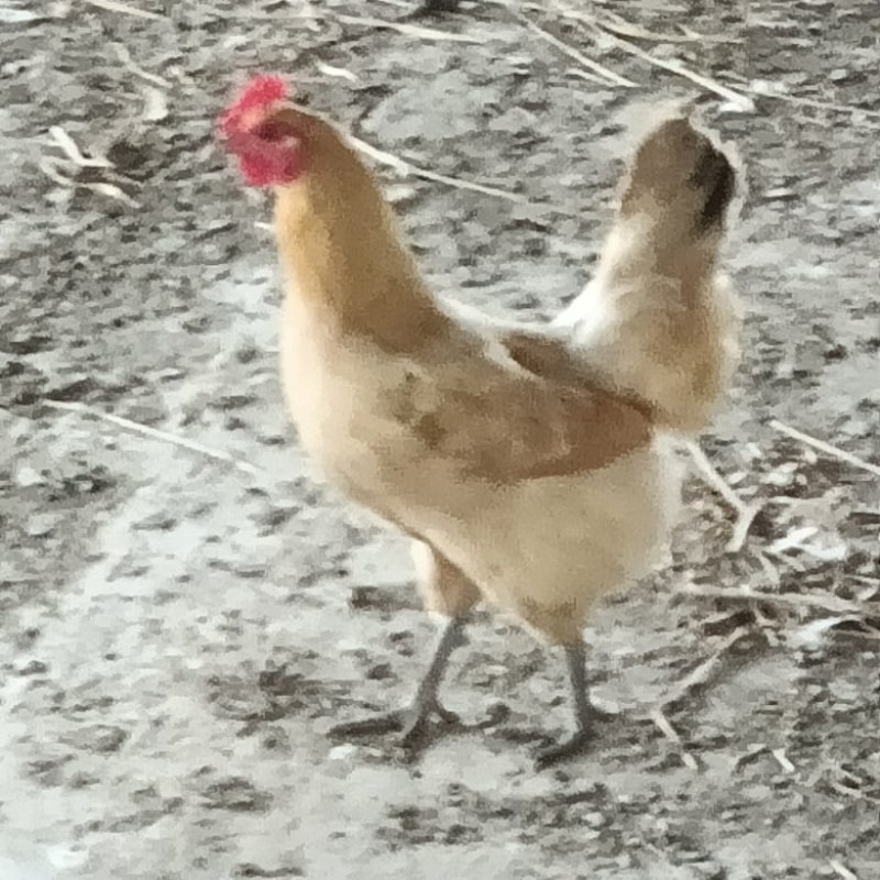 土鸡一年以上的的老母鸡肉质鲜美