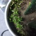 牛膝种子