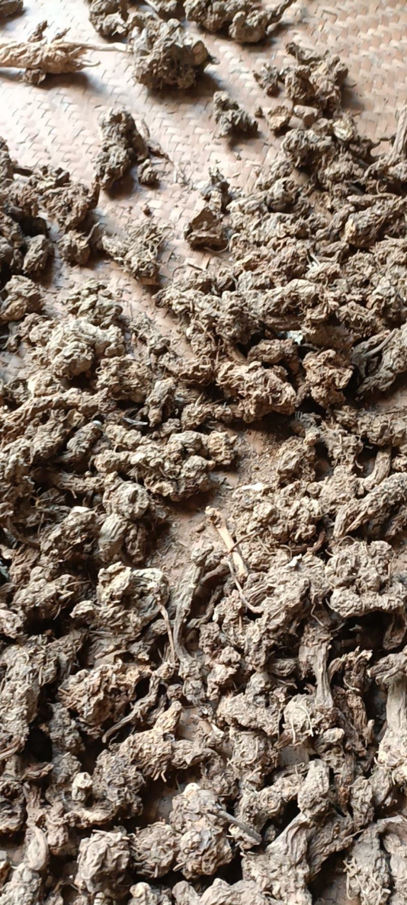 野生苍术数量少2022存货大山里采挖