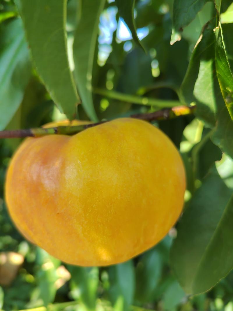 油蟠7油桃，产于河南灵宝市，脆甜多汁，外观漂亮卖相好