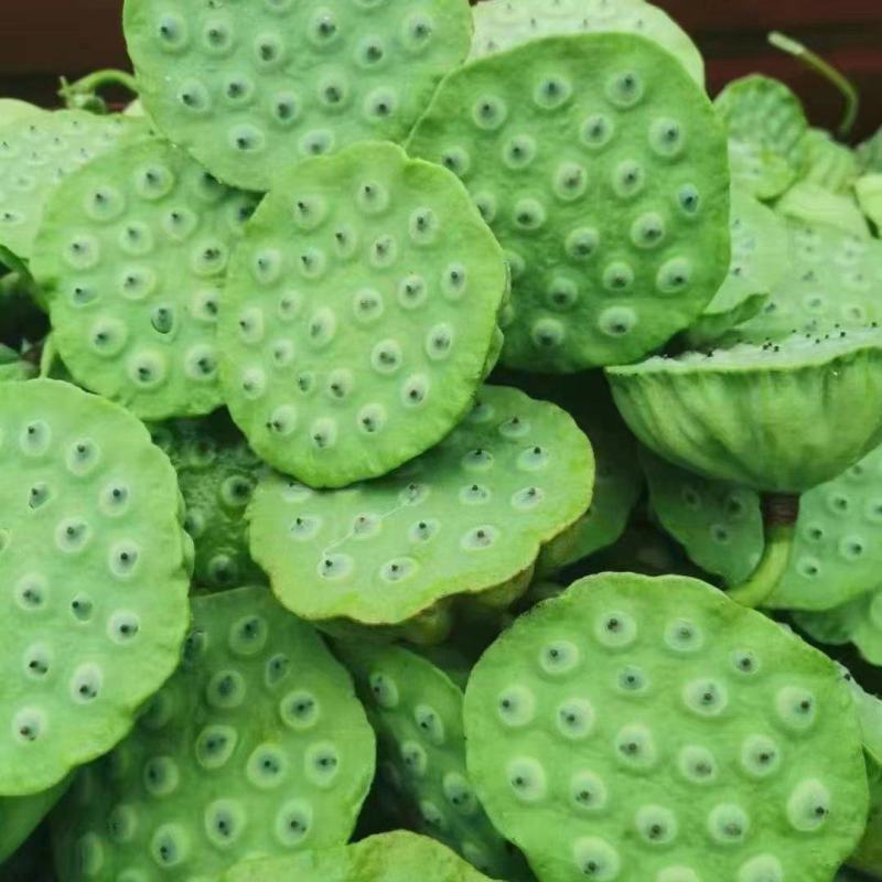 莲蓬（太空莲）