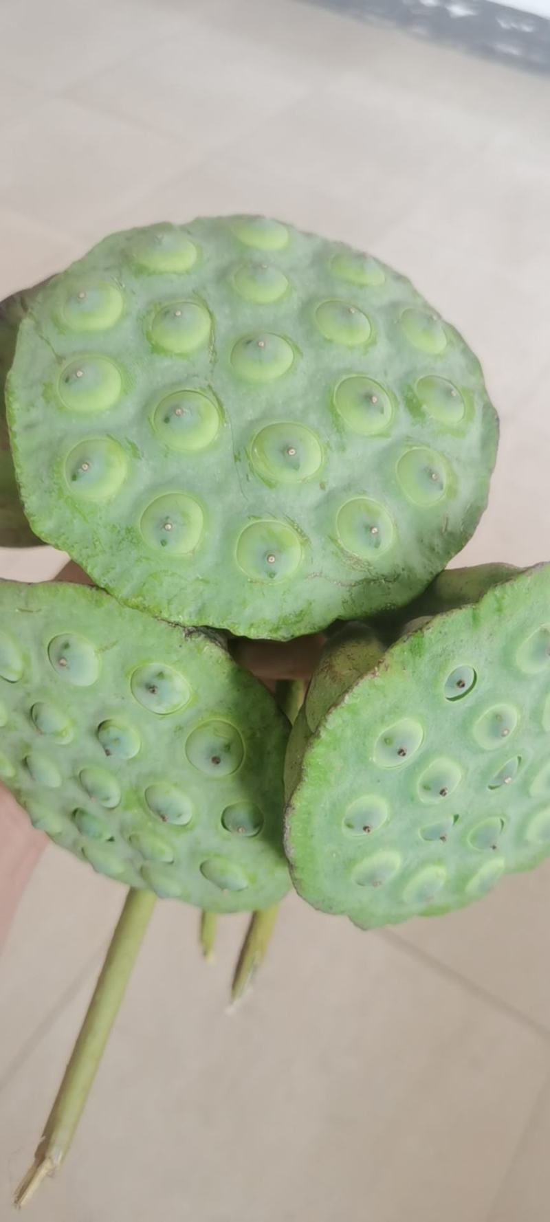 莲蓬（太空莲）