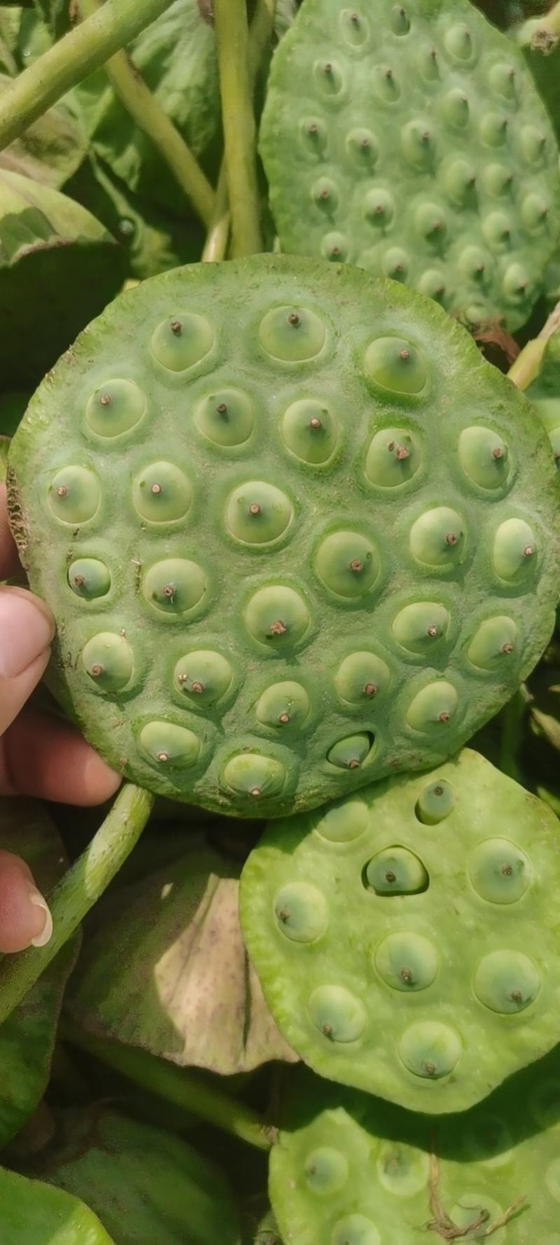 莲蓬（太空莲）