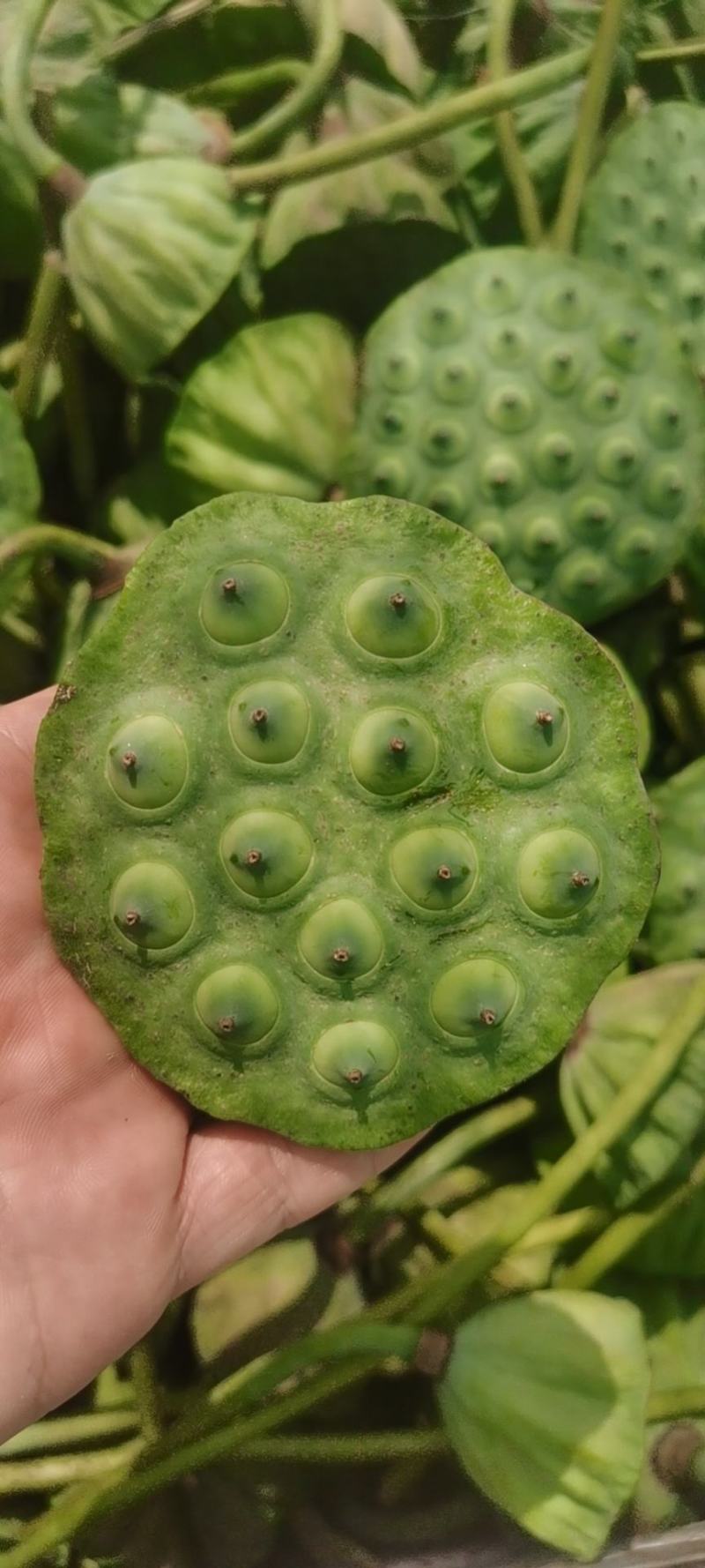莲蓬（太空莲）