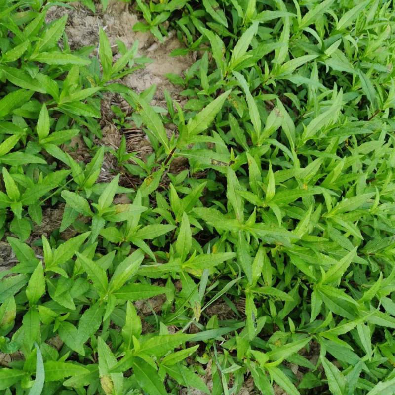 林泰中药材出售墨旱莲种子，有专门对接的药企