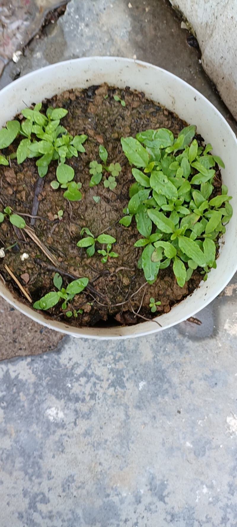 林泰中药材出售墨旱莲种子，有专门对接的药企