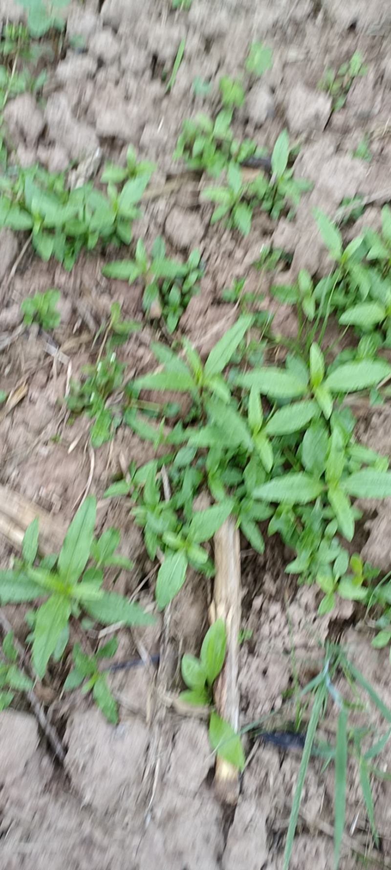 林泰中药材出售墨旱莲种子，有专门对接的药企