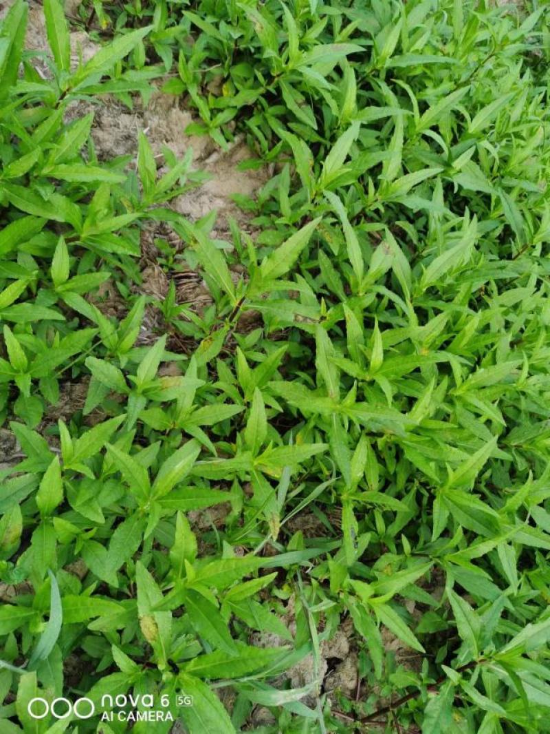 林泰中药材出售墨旱莲种子，有专门对接的药企