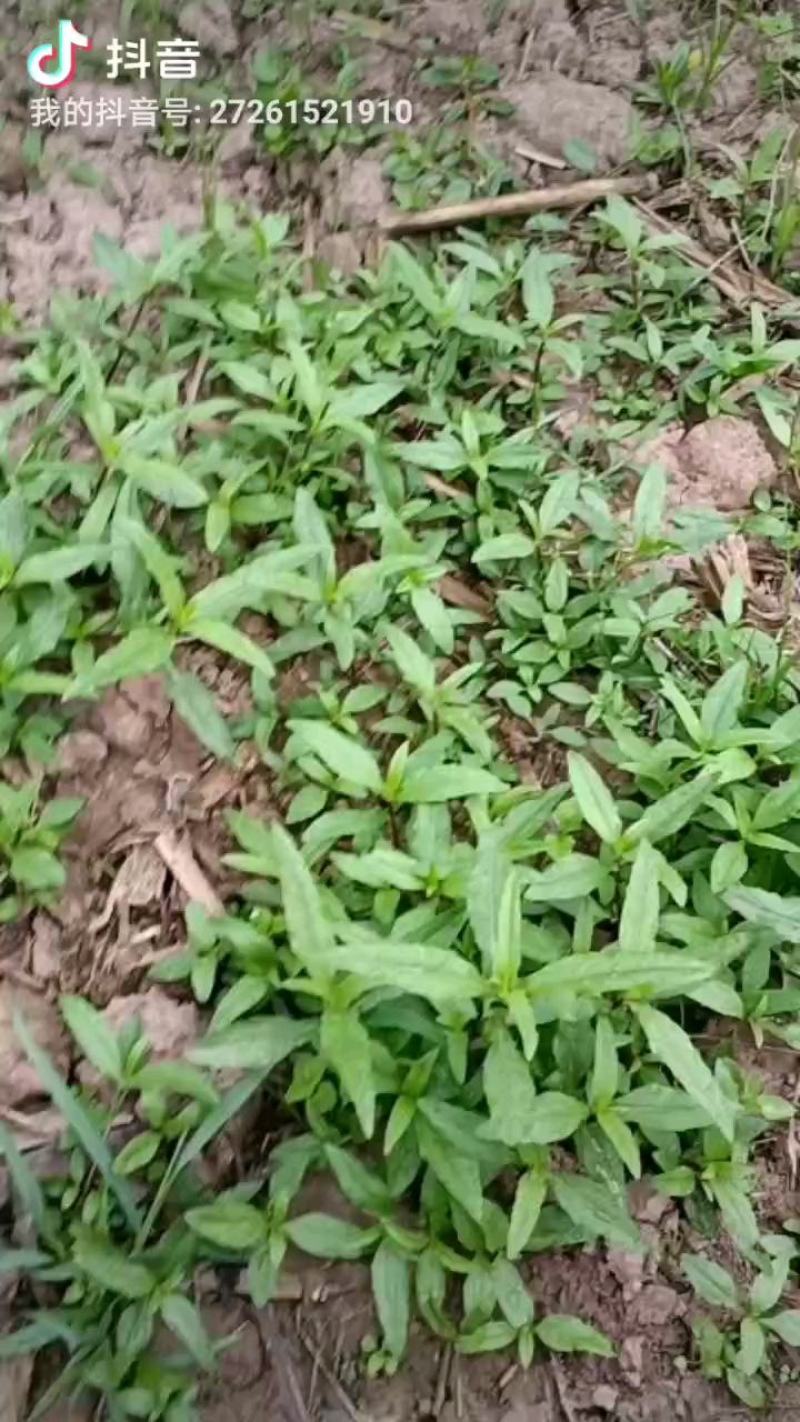 林泰中药材出售墨旱莲种子，有专门对接的药企