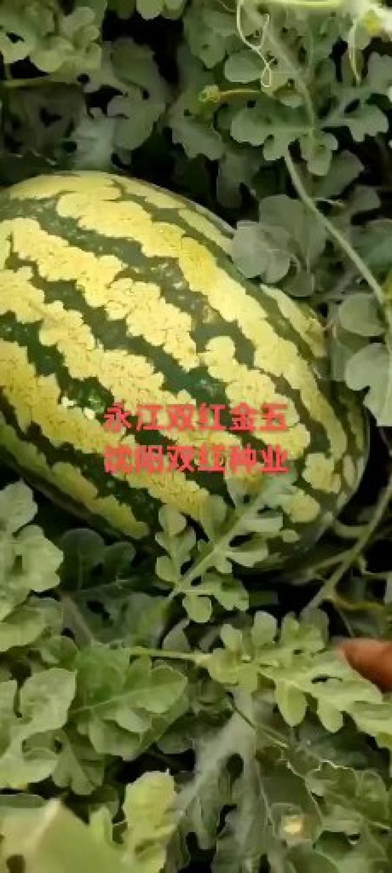 金花六号火热上市，欢迎各地客商考察定购，陆地头茬直播苗