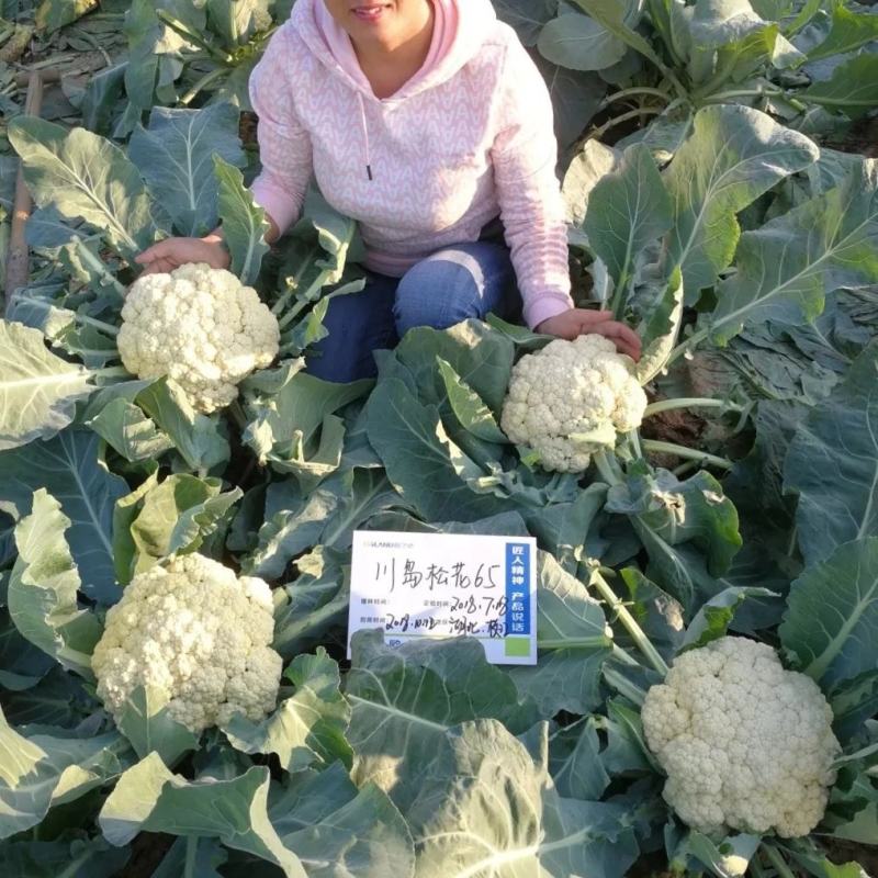 川岛松花65松花菜种子早熟爽脆花梗淡绿花椰菜种子春秋两用