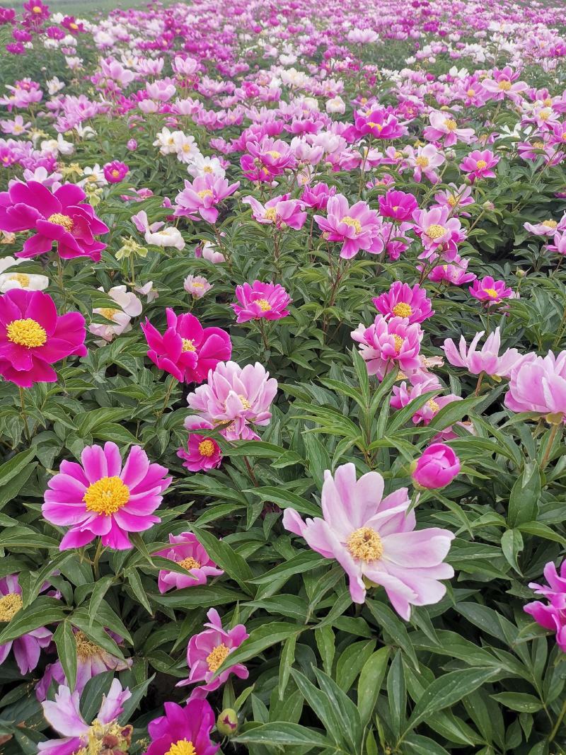 赤芍种子芍药种子发芽率高纯新种子提供种植技术