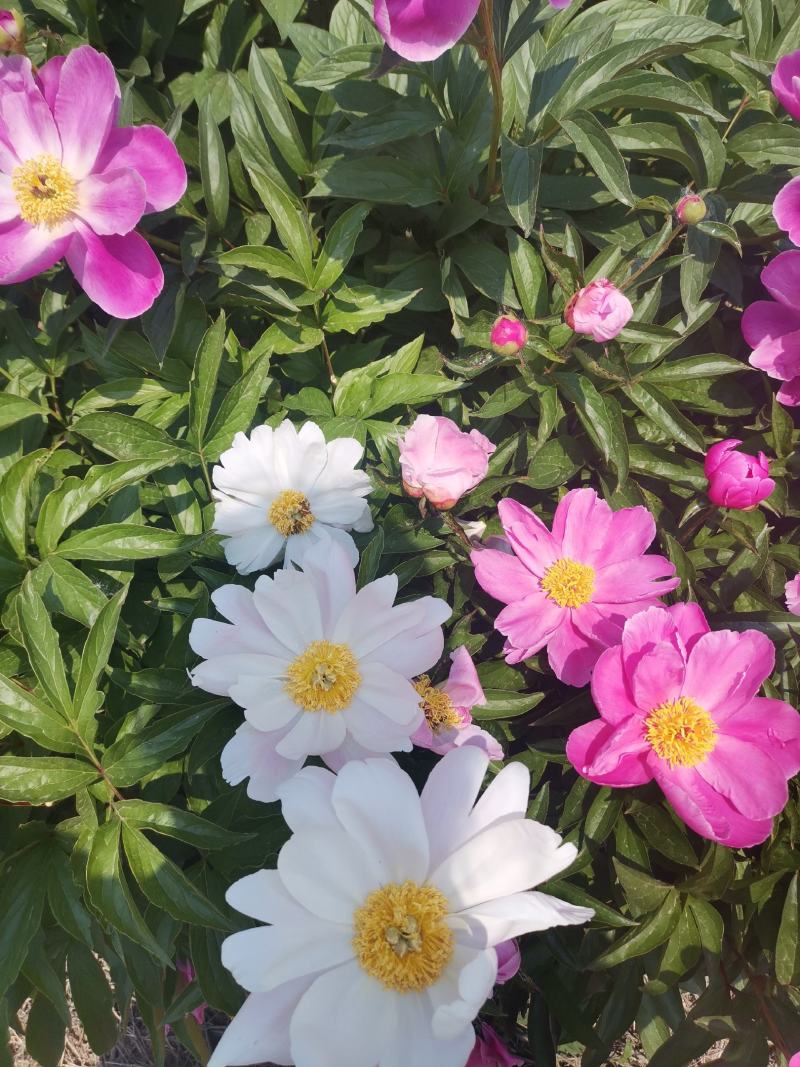 赤芍种子芍药种子发芽率高纯新种子提供种植技术