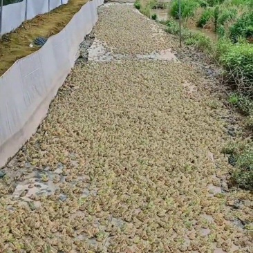 大量黑斑蛙出售货源稳定场地直销每天发货