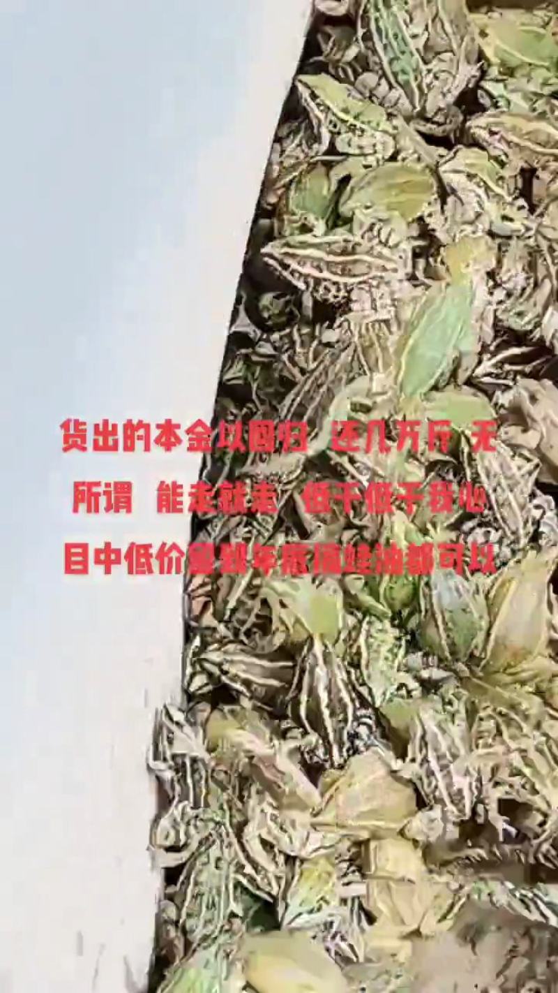 大量黑斑蛙出售货源稳定场地直销每天发货