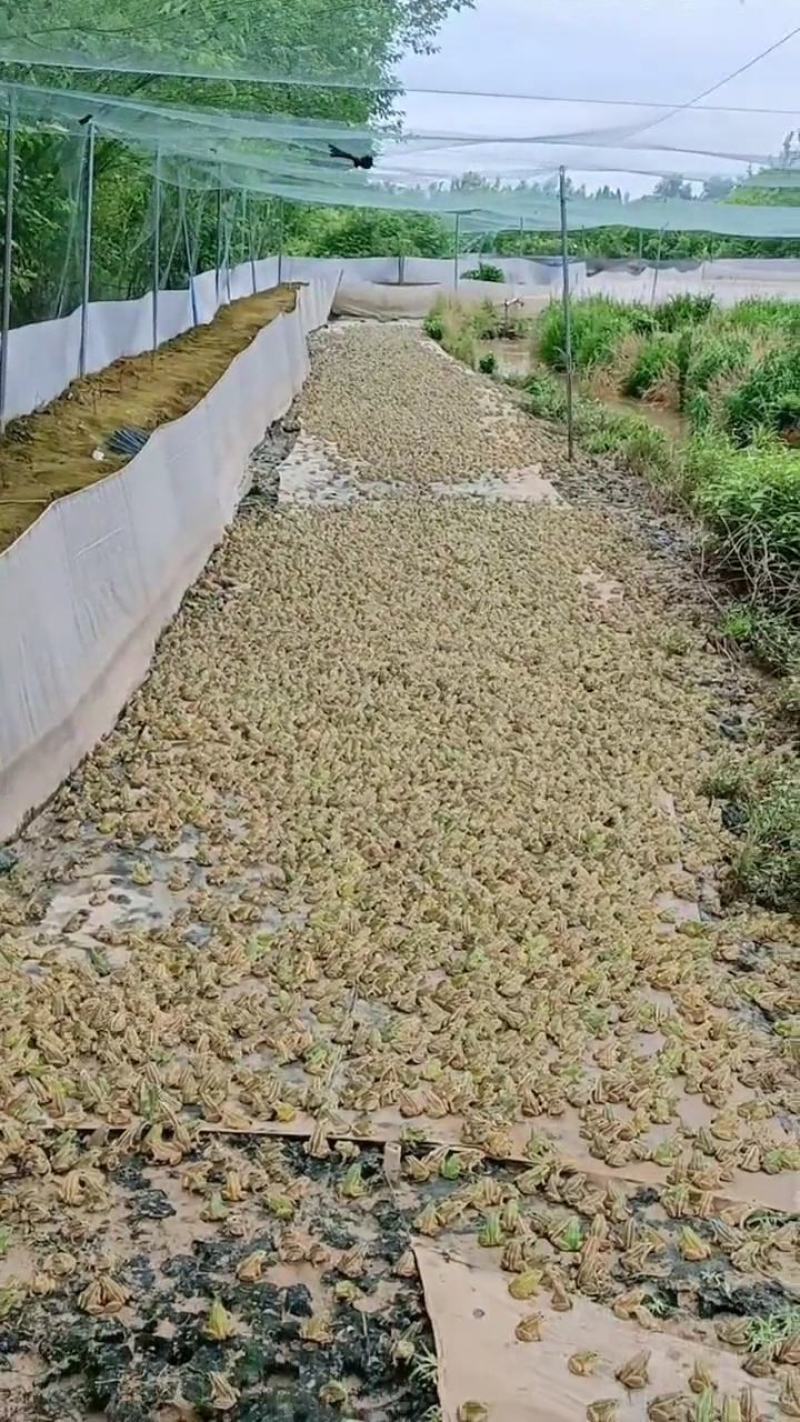 大量黑斑蛙出售货源稳定场地直销每天发货