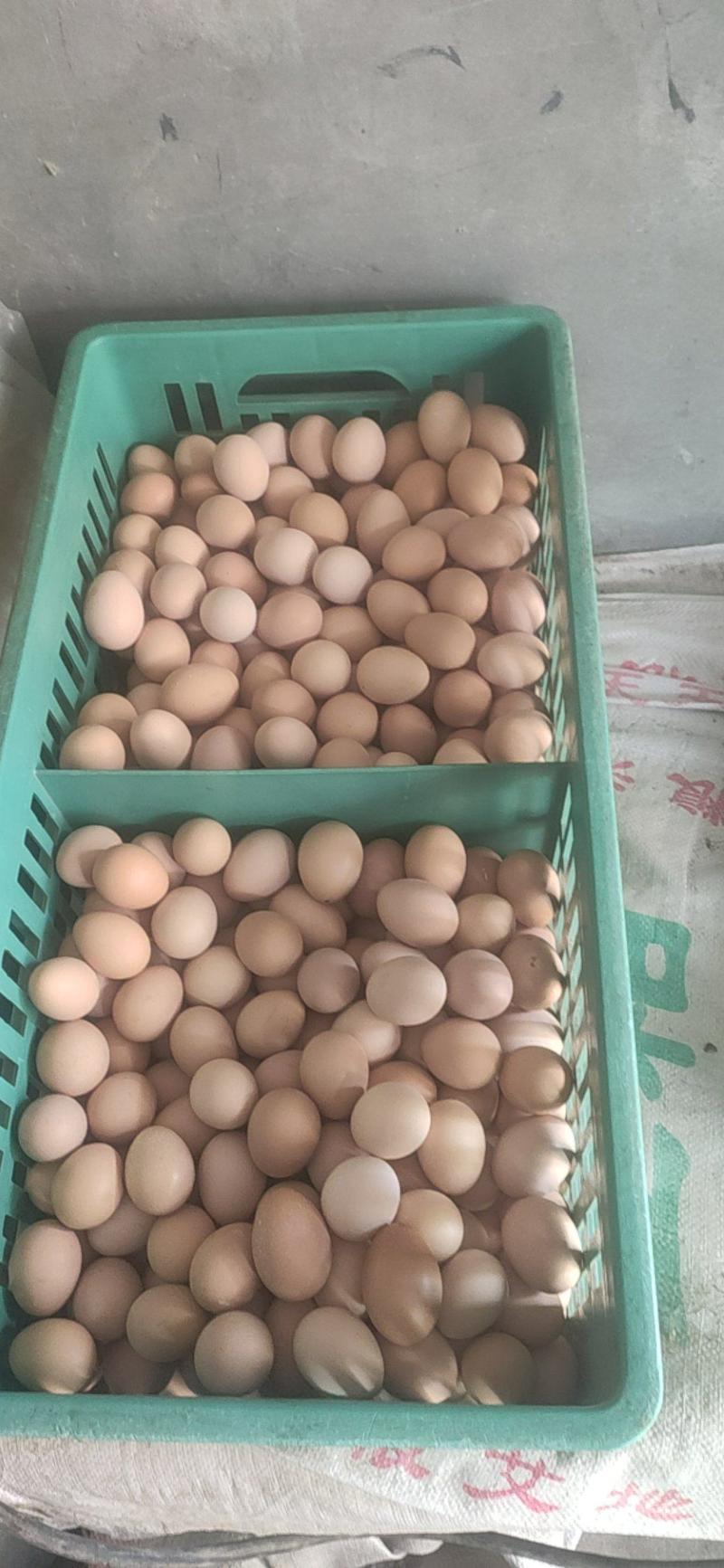 黑凤粉八新阳黑土鸡蛋，厂家一手货源，无抗双色，货源充足