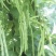 四季豆豆角无筋豆湖北四季豆产地直供保质保量