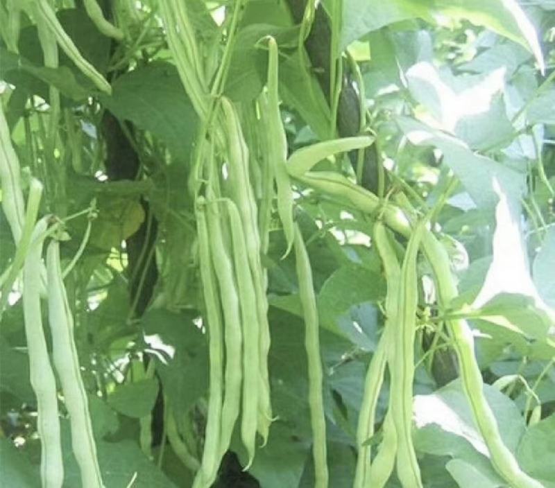 四季豆豆角无筋豆湖北四季豆产地直供保质保量