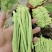 四季豆豆角无筋豆湖北四季豆产地直供保质保量