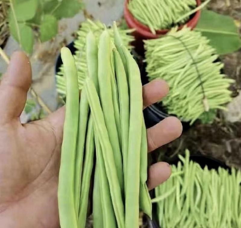 四季豆豆角无筋豆湖北四季豆产地直供保质保量