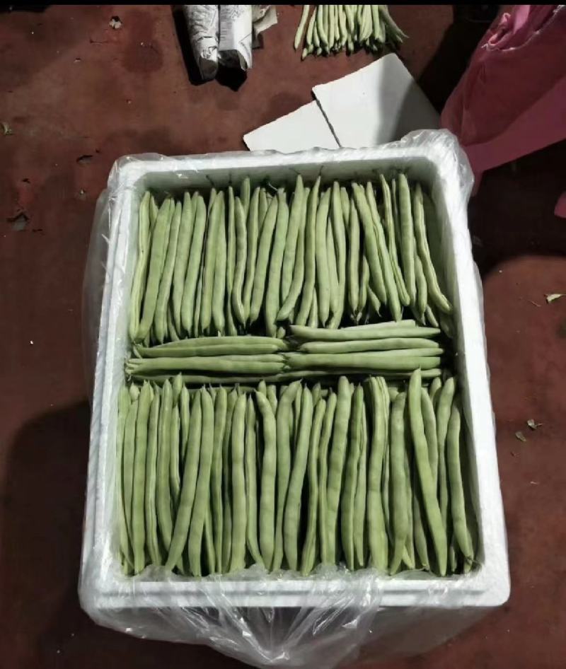 四季豆豆角无筋豆湖北四季豆产地直供保质保量