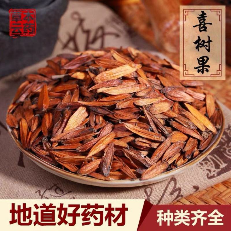云南中药材喜树果千丈树水栗子天梓树喜树果