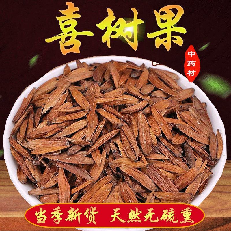 云南中药材喜树果千丈树水栗子天梓树喜树果