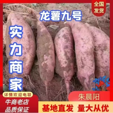 （实力推荐）龙九蜜薯，龙九地瓜，万亩基地大量供应，