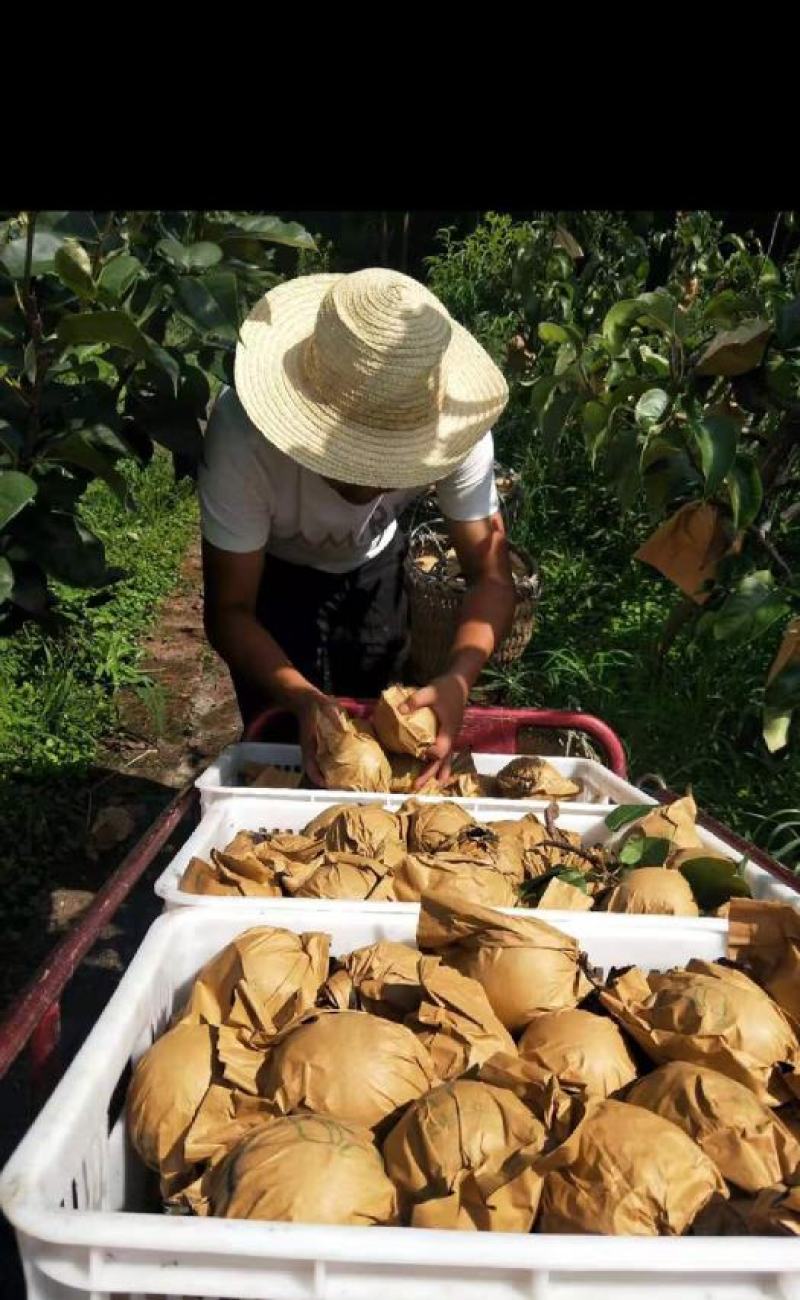 精品.圆黄梨.大量有货.万亩示范园直供.可视频连线