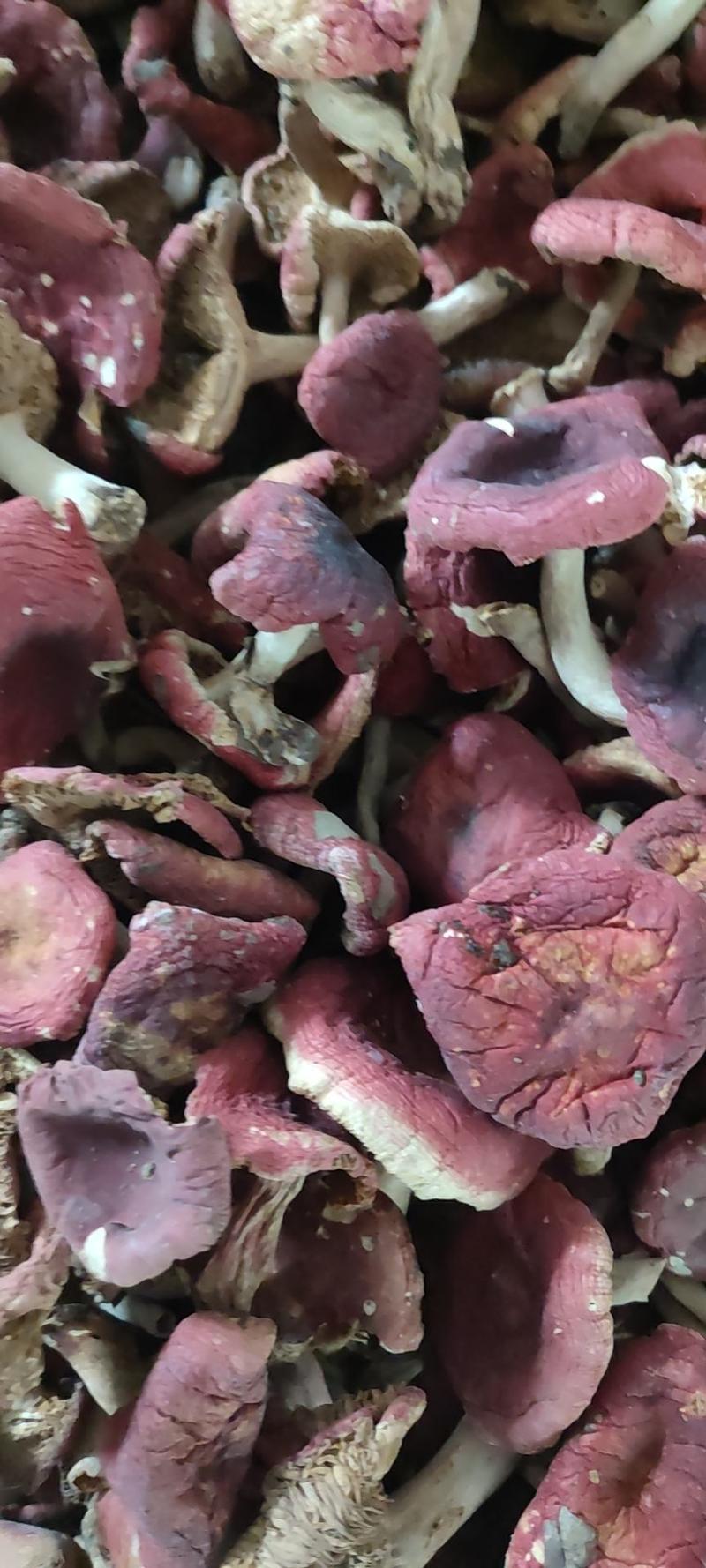 野生菌红香菇，《纯野生》伏牛山采一手货源。色红，