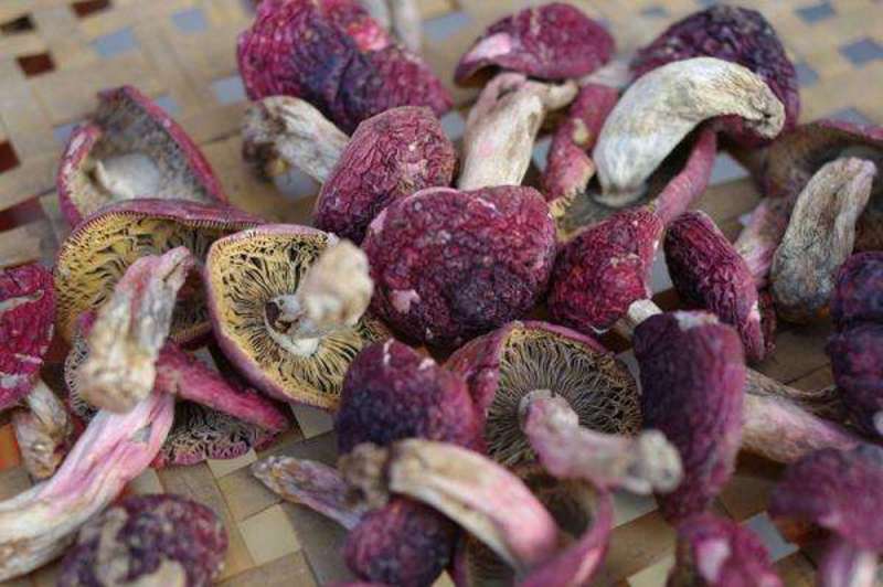 野生菌红香菇，《纯野生》伏牛山采一手货源。色红，