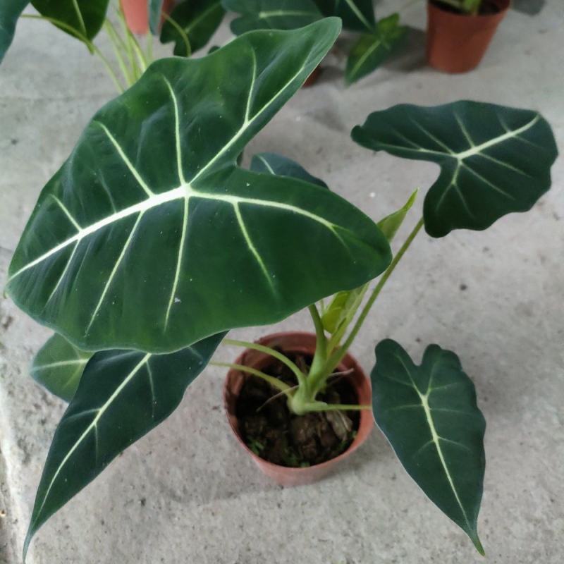 进口竹芋盆栽室内北欧风网红稀有热带观叶
