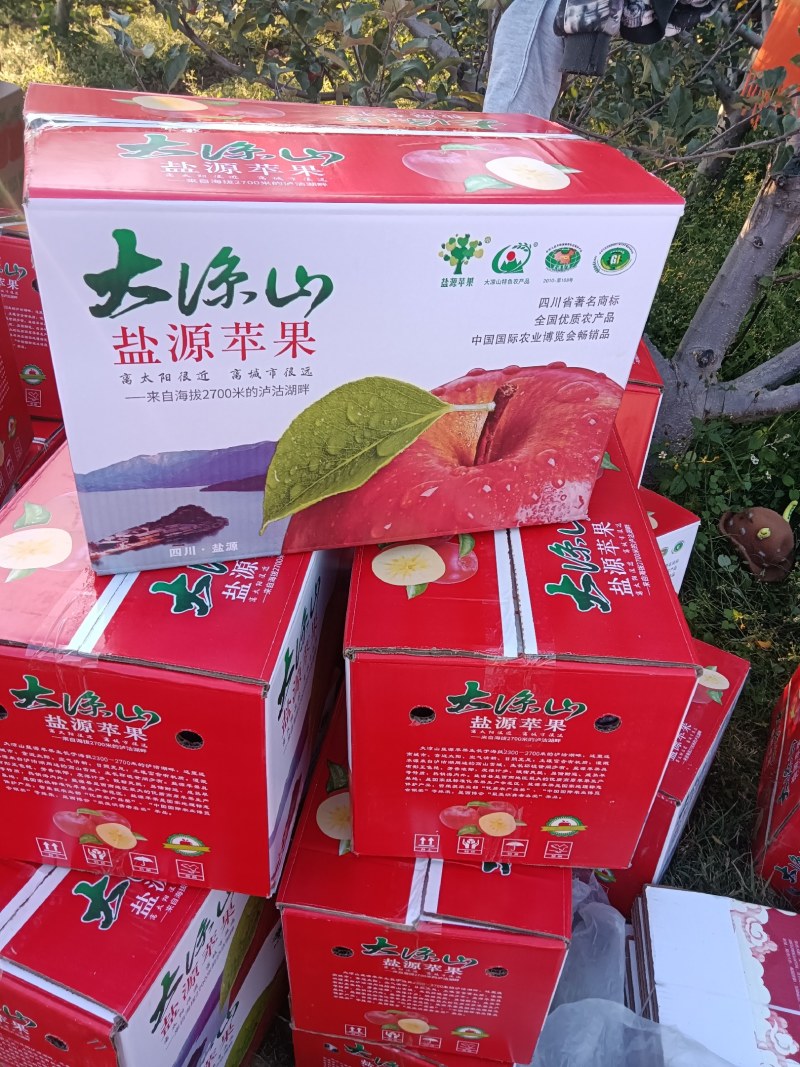 四川凉山盐源县冰糖心丑苹果。现在大量上市。