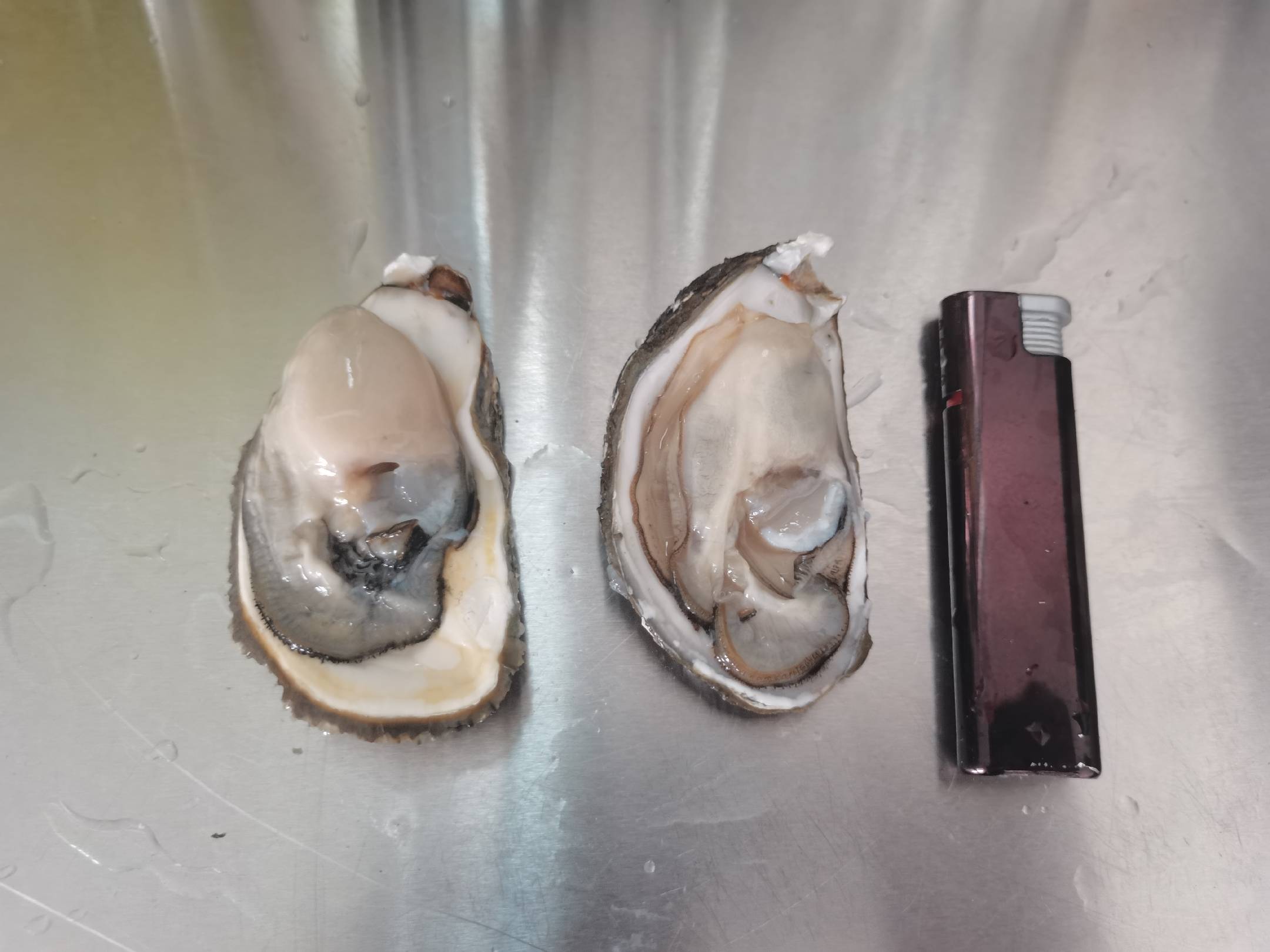 考场设置6组工业级红外烤架,每组配备温度探头与计时器,学员需在90秒内完成开壳、摆盘、初烤、刷酱、复烤全流程,考评员手持《烤生蚝出品评分表》实时打分,背景LED屏滚动显示'乳山蚝最佳火候:185℃×110秒' 烤生蚝培训结业考核现场:学员正在操作红外线智能烤架完成标准化三段式烘烤