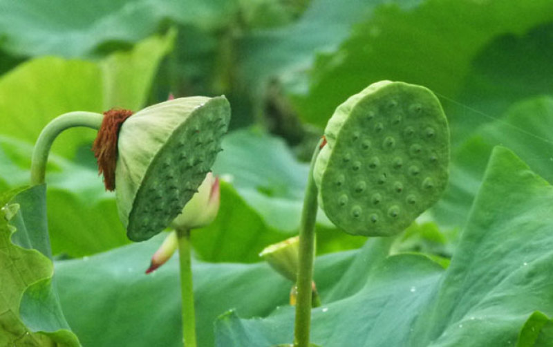 新鲜莲蓬莲子大量上市，支持电商平台老板合作