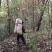 西峡深山纯野生猕猴桃