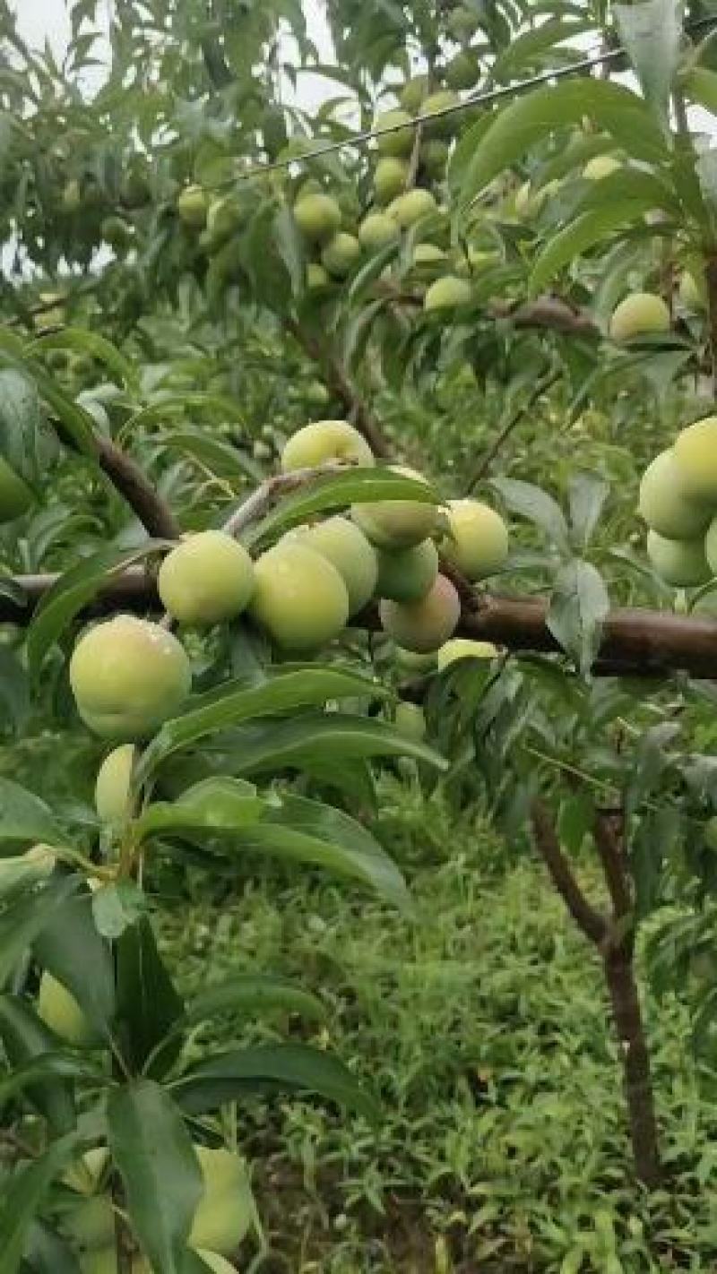 半边红脱骨翠囗感翠甜量大价优电商货源基地直供