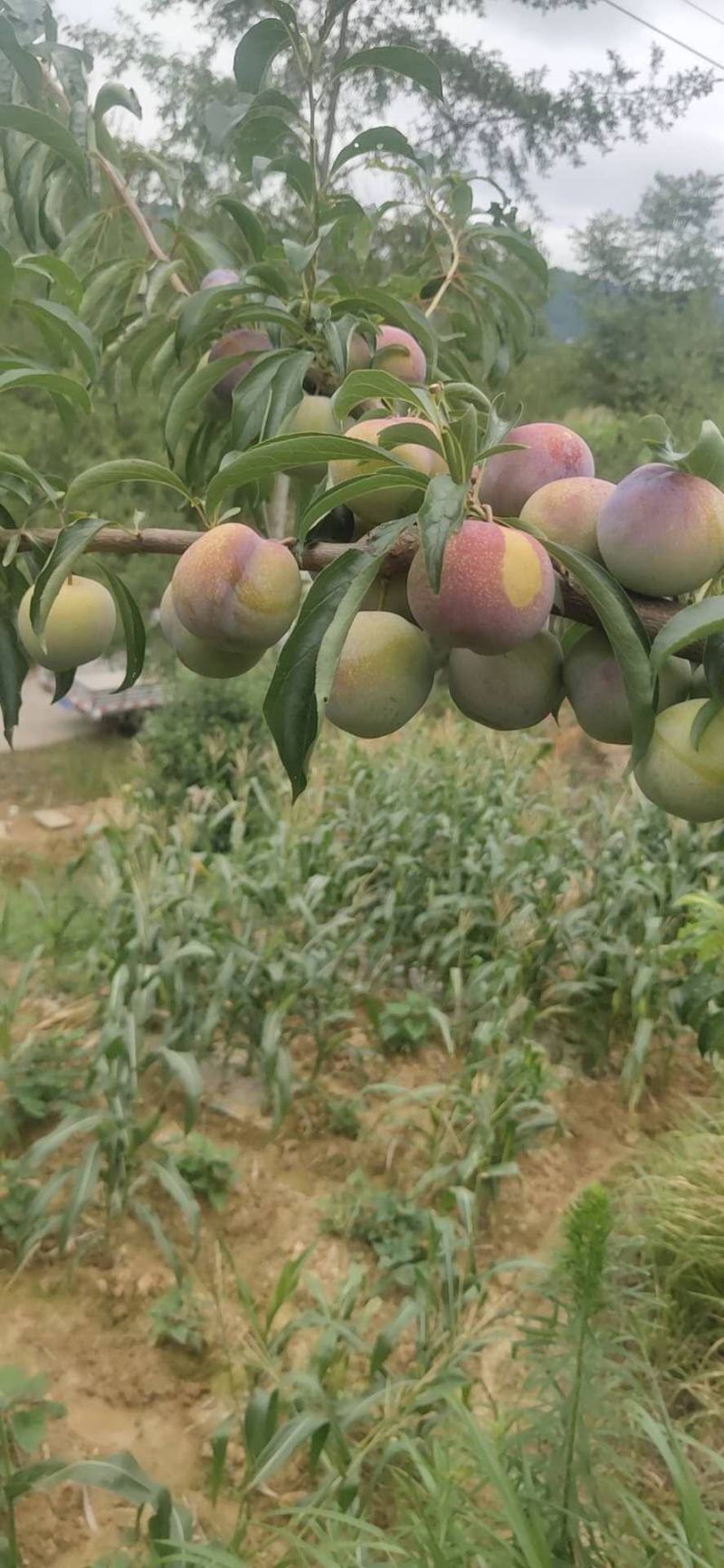 半边红脱骨翠囗感翠甜量大价优电商货源基地直供